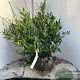 Prunus l. 'Otto Luyken' 60-80 cm met kluit