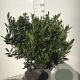 Prunus l. 'Otto Luyken' 60-80 cm met kluit