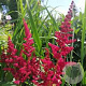 Astilbe Cardinal GM P9