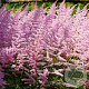 Astilbe c. 'Finale' GM P9