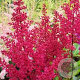 Astilbe c. 'Vision in Red' GM P9