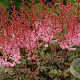 Astilbe 'Delft Lace' GM P9