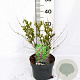 Callicarpa dich. 'Issai' 25-35 cm 3,0L