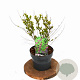 Callicarpa dich. 'Issai' 25-35 cm 3,0L