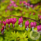 Dicentra spect. Yellow Leaf GM P9