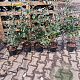 Elaeagnus ebbingei 40-60 cm 3,0L