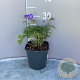 Geranium 'Johnson's Blue' GM 2,0L