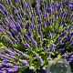 Veronica spic. 'Ulster Dwarf Blue' GM 2,0L