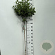 Viburnum tinus 110 cm stam 7,5L
