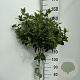 Viburnum tinus 110 cm stam 7,5L
