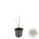 Cornus sang. 'Anny's Winter Orange' GM P9