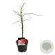 Acer pal. 'Garnet' 50-60 cm 4,5L