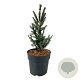 Picea a. 'Columnaris' 40-50 cm 6L