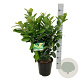 Prunus l. Etna 50-60 cm 6L