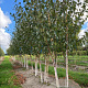 Betula utilis 'Doorenbos' 200-250 cm container meerstammig