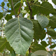 Betula utilis 'Doorenbos' 200-250 cm container meerstammig