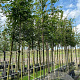 Carpinus betulus 12-14 HO container