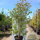 Cornus 'Norman Hadden' 250-300 cm container meerstammig