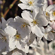 Prunus yedoensis 16-18 HO draadkluit