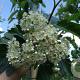 Sorbus intermedia 12-14 HO container