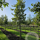 Tilia henryana 250-300 cm 35L meerstammig