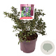 Ceanothus griseus 'Yankee Point' 40-50 cm 7,5L
