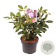 Rhododendron 'Catawb. Grandiflorum' 40-50 cm 5,0L