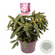Rhododendron (Y) 'Fantastica' 25-30 cm 5,0L