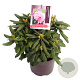 Rhododendron (Y) 'Kalinka' 25-30 cm 5,0L