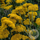 Achillea fil. 'Parker's Variety' GM P9 BIO