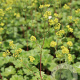 Alchemilla erythropoda GM P9 BIO