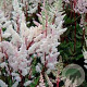 Astilbe (A) 'Bumalda' GM P9 BIO