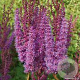 Astilbe c. 'Purpurkerze' GM P9 BIO