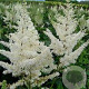 Astilbe (A) 'Diamant' GM P9 BIO