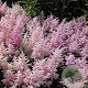 Astilbe (J) 'Europa' GM P9 BIO