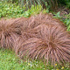 Carex comans 'Bronze Form' GM P9 BIO
