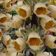 Digitalis ferr. 'Gigantea' GM P9 BIO