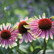 Echinacea p. 'Green Twister' GM P9 BIO