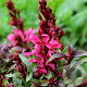 Gaura l. Gaudi Red GM P9 BIO