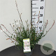 Gaura l. 'Whirling Butterflies' GM P9 BIO