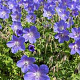 Geranium himalayense 'Gravetye' GM P9 BIO