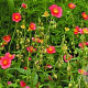 Helianthemum 'Ben Hope' GM P9 BIO