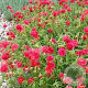 Helianthemum 'Cerise Queen' GM P9 BIO
