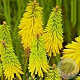 Kniphofia citrina GM P9 BIO
