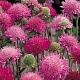 Knautia macedonica GM P9 BIO