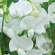Lathyrus latifolius 'White Pearl' GM P9 BIO