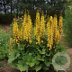 Ligularia 'Bottle Rocket' GM P9 BIO
