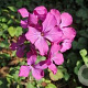 Lunaria annua GM P9 BIO