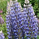 Lupinus 'Gallery Blue' GM P9 BIO