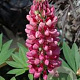 Lupinus 'Gallery Red' GM P9 BIO
